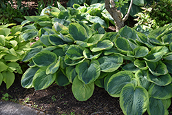 Frances Williams Hosta (Hosta 'Frances Williams') at Lakeshore Garden Centres