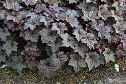 Palace Purple Coral Bells (Heuchera micrantha 'Palace Purple') at Lakeshore Garden Centres