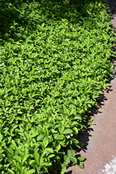 Common Wild Strawberry (Fragaria virginiana) at Lakeshore Garden Centres