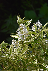 Creme Fraiche Deutzia (Deutzia gracilis 'Mincream') at Lakeshore Garden Centres