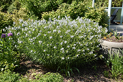 Halfway To Arkansas Blue Star (Amsonia ciliata 'Halfway To Arkansas') at Lakeshore Garden Centres