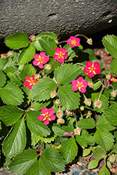 Lipstick Strawberry (Fragaria 'Lipstick') at Lakeshore Garden Centres