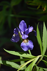 Blue Moon Siberian Iris (Iris sibirica 'Blue Moon') at Lakeshore Garden Centres