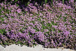 Elfin Creeping Thyme (Thymus praecox 'Elfin') at Lakeshore Garden Centres