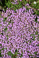 Elfin Creeping Thyme (Thymus praecox 'Elfin') at Lakeshore Garden Centres