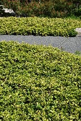 Japanese Spurge (Pachysandra terminalis) at Lakeshore Garden Centres