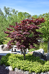 Emperor I Japanese Maple (Acer palmatum 'Wolff') at Lakeshore Garden Centres
