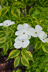Celestial Shadow Flowering Dogwood (Cornus 'Celestial Shadow') at Lakeshore Garden Centres