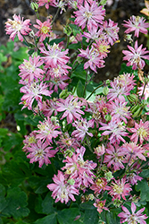 Clematis-Flowered Columbine (Aquilegia vulgaris 'Clementine Salmon Rose') at Lakeshore Garden Centres