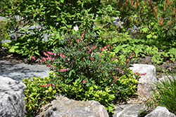 Valentine Bleeding Heart (Dicentra spectabilis 'Hordival') at Lakeshore Garden Centres