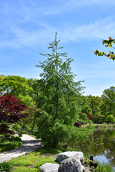 Japanese Larch (Larix kaempferi) at Lakeshore Garden Centres