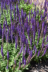 East Friesland Sage (Salvia nemorosa 'East Friesland') at Lakeshore Garden Centres