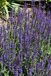 May Night Sage (Salvia x sylvestris 'May Night') at Lakeshore Garden Centres