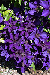 The President Clematis (Clematis 'The President') at Lakeshore Garden Centres