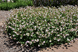 Biokovo Cranesbill (Geranium x cantabrigiense 'Biokovo') at Lakeshore Garden Centres