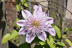 Empress Clematis (Clematis 'Empress') at Lakeshore Garden Centres