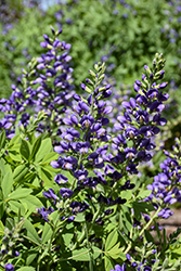 Decadence Blueberry Sundae False Indigo (Baptisia 'Blueberry Sundae') at Lakeshore Garden Centres