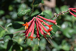 Magnifica Trumpet Honeysuckle (Lonicera sempervirens 'Magnifica') at Lakeshore Garden Centres