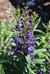 Pristine Lilac Purple Beardtongue (Penstemon barbatus 'Pristine Lilac Purple') at Lakeshore Garden Centres