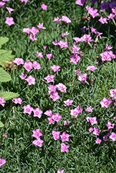 Mountain Frost Pink Carpet Pinks (Dianthus 'KonD1010K2') at Lakeshore Garden Centres