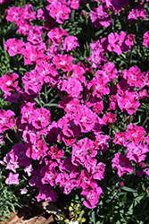 Mountain Frost Rose Bouquet Pinks (Dianthus 'KonD1044K2') at Lakeshore Garden Centres
