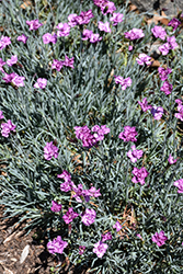 Mountain Frost Silver Strike Pinks (Dianthus 'KonD1039K1') at Lakeshore Garden Centres