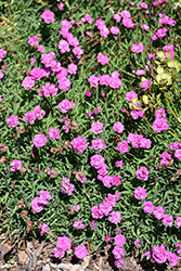 Mountain Frost Pink PomPom Pinks (Dianthus 'KonD1014K3') at Lakeshore Garden Centres