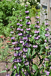 Amazone Jerusalem Sage (Phlomis tuberosa 'Amazone') at Lakeshore Garden Centres