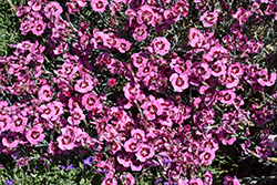 Star Single Peppermint Star Pinks (Dianthus 'Noreen') at Lakeshore Garden Centres