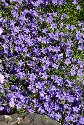 Dalmatian Bellflower (Campanula portenschlagiana) at Lakeshore Garden Centres
