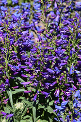 Pristine Nightshade Beardtongue (Penstemon barbatus 'Pristine Nightshade') at Lakeshore Garden Centres
