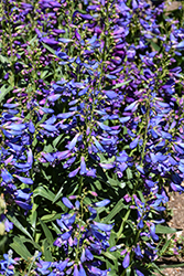 Pristine Blue Beardtongue (Penstemon barbatus 'Pristine Blue') at Lakeshore Garden Centres