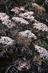 Black Lace Elder (Sambucus nigra 'Eva') at Lakeshore Garden Centres