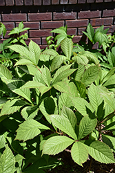 Chestnut Rodgersia (Rodgersia aesculifolia) at Lakeshore Garden Centres