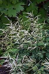 Misty Lace Goatsbeard (Aruncus 'Misty Lace') at Lakeshore Garden Centres