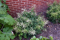 Misty Lace Goatsbeard (Aruncus 'Misty Lace') at Lakeshore Garden Centres