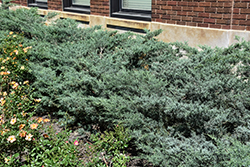 Grey Owl Redcedar (Juniperus virginiana 'Grey Owl') at Lakeshore Garden Centres
