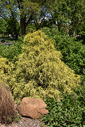 Golden Mop Falsecypress (Chamaecyparis pisifera 'Golden Mop') at Lakeshore Garden Centres