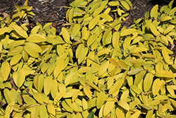 Brigadoon St. John's Wort (Hypericum calycinum 'Brigadoon') at Lakeshore Garden Centres
