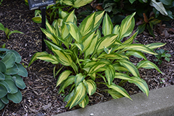 Cherry Berry Hosta (Hosta 'Cherry Berry') at Lakeshore Garden Centres