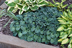 Blue Mouse Ears Hosta (Hosta 'Blue Mouse Ears') at Lakeshore Garden Centres