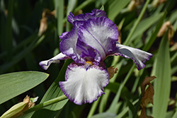 Hemstitched Iris (Iris 'Hemstitched') at Lakeshore Garden Centres