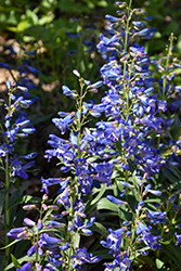 Pristine Blue Beardtongue (Penstemon barbatus 'Pristine Blue') at Lakeshore Garden Centres