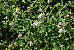 New Jersey Tea (Ceanothus americanus) at Lakeshore Garden Centres