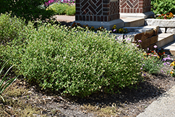 New Jersey Tea (Ceanothus americanus) at Lakeshore Garden Centres