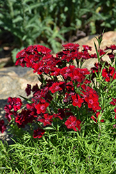 Rockin' Red Pinks (Dianthus 'PAS1141436') at Lakeshore Garden Centres