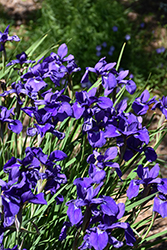 Caesar's Brother Siberian Iris (Iris sibirica 'Caesar's Brother') at Lakeshore Garden Centres