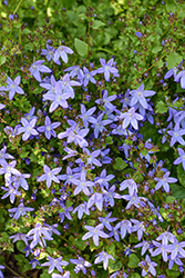 Serbian Bellflower (Campanula poscharskyana) at Lakeshore Garden Centres