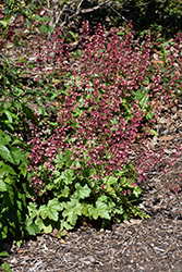 Berry Timeless Coral Bells (Heuchera 'Berry Timeless') at Lakeshore Garden Centres