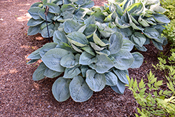 Big Daddy Hosta (Hosta 'Big Daddy') at Lakeshore Garden Centres